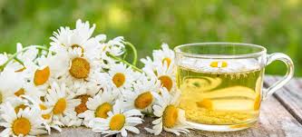 Chamomile: The tiny flower with a timeless story